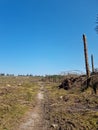 Bellever Forest and Tor ,Dartmoor National Park, Devon uk