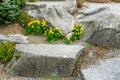 Bellevue Park Daffodils And Rocks 2 Royalty Free Stock Photo