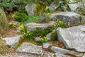 Bellevue Park Daffodils And Rocks Royalty Free Stock Photo