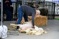 Kelsey Creek Farm Park heritage event, woman demonstrating sheep shearing on a white s