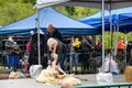 Kelsey Creek Farm Park heritage event, woman demonstrating sheep shearing on a white s