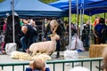 Kelsey Creek Farm Park heritage event, woman demonstrating sheep shearing on a white s