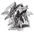 Belleymeii Variety of Caladium Picturatum vintage illustration