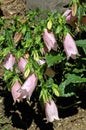 Campanula punctata Pink Chimes