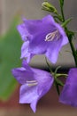 Bellflower blossoms Royalty Free Stock Photo