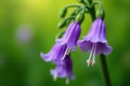 Bellflower Blossoms in Full Bloom Royalty Free Stock Photo