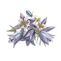 Bellflower blossoms, leaves and bouquets. Watercolor set of flowers and leaves, hand drawn floral illustration isolated