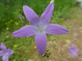 Bellflower with blue blossom in the forest