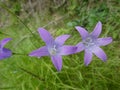 Bellflower with blue blossom in the forest