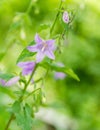 Bellflower. Blue purple with creamy bokeh background.