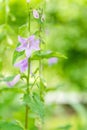 Bellflower. Blue purple with creamy bokeh background.