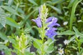 Bellflower. campanula flower closeup. nature macro photography. beautiful blue flower