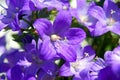 Bellflower, Campanula portenschlagiana Royalty Free Stock Photo