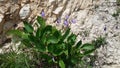 Violet Flowering alpine Bellflower on the rocks. A beautiful mountain wild flower.
