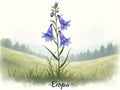 Bellflower Meadow Landscape Illustration Royalty Free Stock Photo