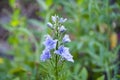 Bellflower. nature macro photography. campanula flower closeup. beautiful blue flower. summer garden