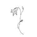Bellflower pencil drawing isolated on white background. Elegant spring flower. Packaging, wallpaper, textile, bedclothing, postcar
