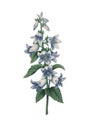 Bellflower Redoute Flower Illustrations