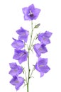 Bellflower stem Royalty Free Stock Photo