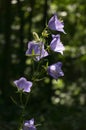 Bellflowers Campanula Rotundifolia on green blured background