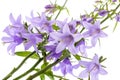 Blue bellflowers close up Royalty Free Stock Photo