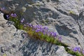 Bellflowers growing in rock crevice Royalty Free Stock Photo