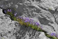 Bellflowers growing in rock crevice