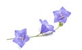Bellflowers Royalty Free Stock Photo
