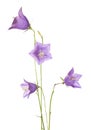 Bellflowers Royalty Free Stock Photo