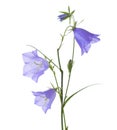 Bellflowers isolated on white. Campanula rotundifolia Royalty Free Stock Photo