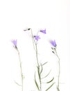 Blue wildflower. Bellflowers isolated on white. Campanula rotundifolia