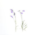 Blue wildflower. Bellflowers isolated on white. Campanula rotundifolia