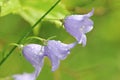 The bellflowers with rain drops