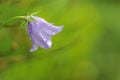 The bellflowers with rain drops