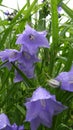 Bellflowers after rain