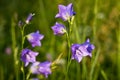 Bellflowers at sunset. Royalty Free Stock Photo