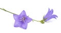 Bellflowers ( Campanula rotundifolia )