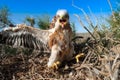 Belligerent juvenile of Long-legged buzzard (Buteo rufinus) in the nest placed on saxaul bush (Haloxylon persicum