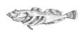 Belligerent sculpin. Drawing realistic image.