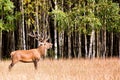 Belling deer stag with big horns in autumn. Cervus Elaphus. Natural habitat