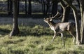 Belling fallow deer in nature