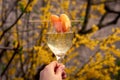 Bellini with prosecco and a peach, woman holding a glass outdoors, mixed alcoholic drink, forsythia yellow flowers bg Royalty Free Stock Photo
