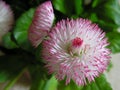 Bellis Royalty Free Stock Photo