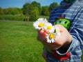 Bellis annua, the annual daisy. Child picking daisies. Royalty Free Stock Photo