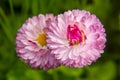 Bellis annua, the annual daisy, plant species in the genus Bellis. Beautiful wild daisy flowers in the garden