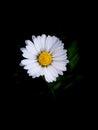 Bellis annua, Plant, Daisy, Flower, Perennial, Asteraceae, Significance, Cultivation, Garden, Maintenance