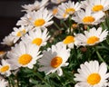 Bellis flowers