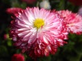 Bellis Habanera