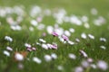 Bellis - a meadow full of white-pink daisy flowers in the grass with a beautiful flank and backlight Royalty Free Stock Photo