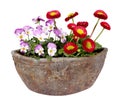 Bellis and pansies in vintage flowerpot, isolated